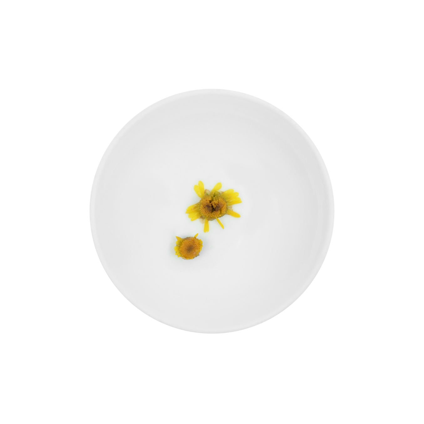 Mini Chrysanthemum