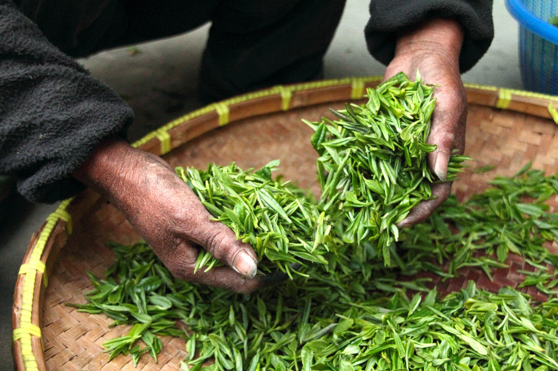 7 Incredible and Surprising Facts about Tea